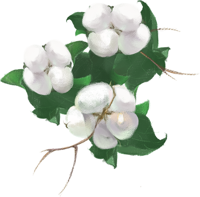 棉花素材圖片 高清免摳PNG的創意妙用與獲取指南